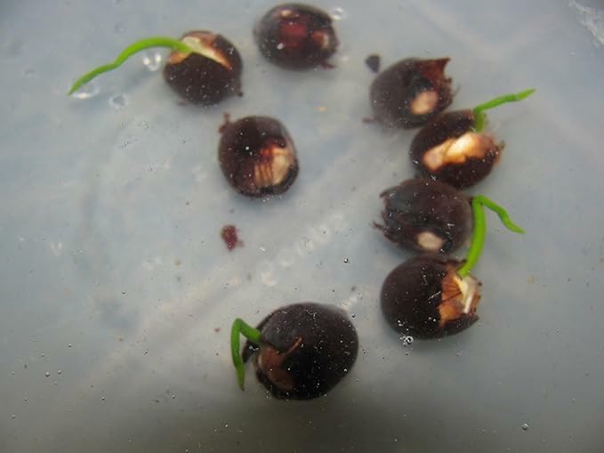Lotus seeds
